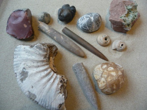 Donnerkeile, Seeigel, Katzenpfötchen, Roter Feuerstein Donnerkeile, Seeigel, Katzenpfötchen, Roter Feuerstein